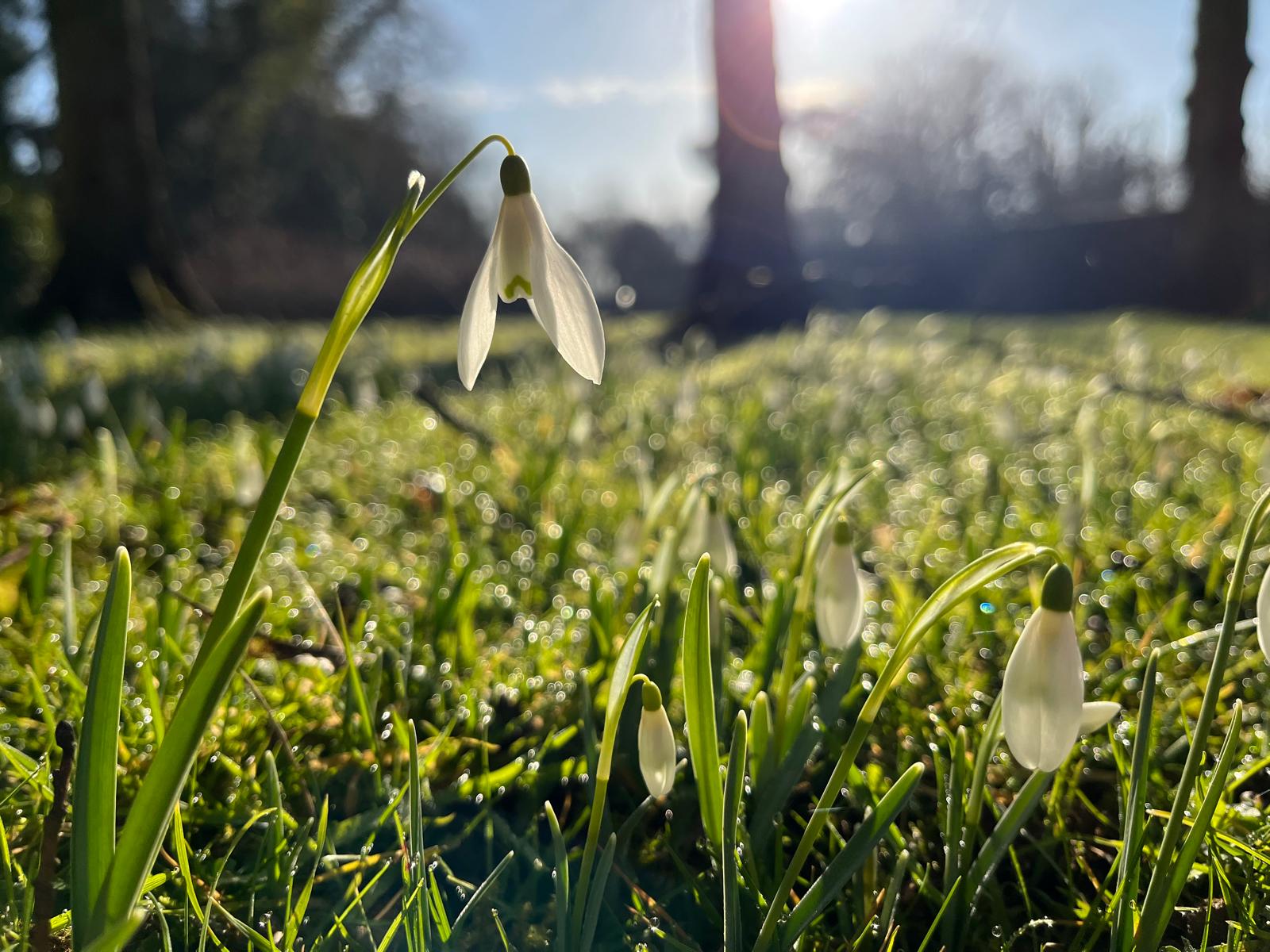 Galanthus - Snowdrop